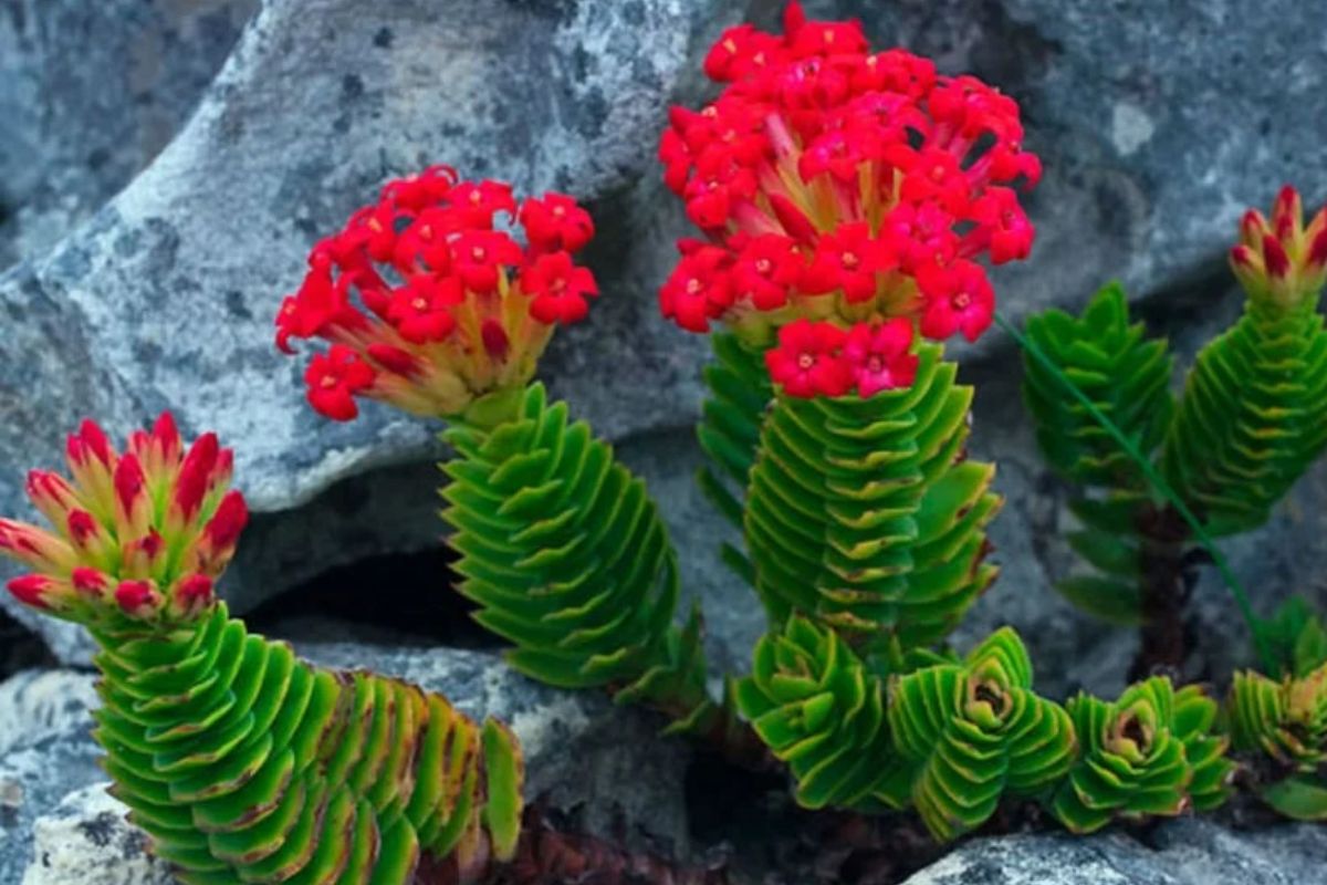 A distinctive type of jade plant, with spiral, bright green leaves and clusters of vibrant red flowers, blooms among gray rocky terrain.