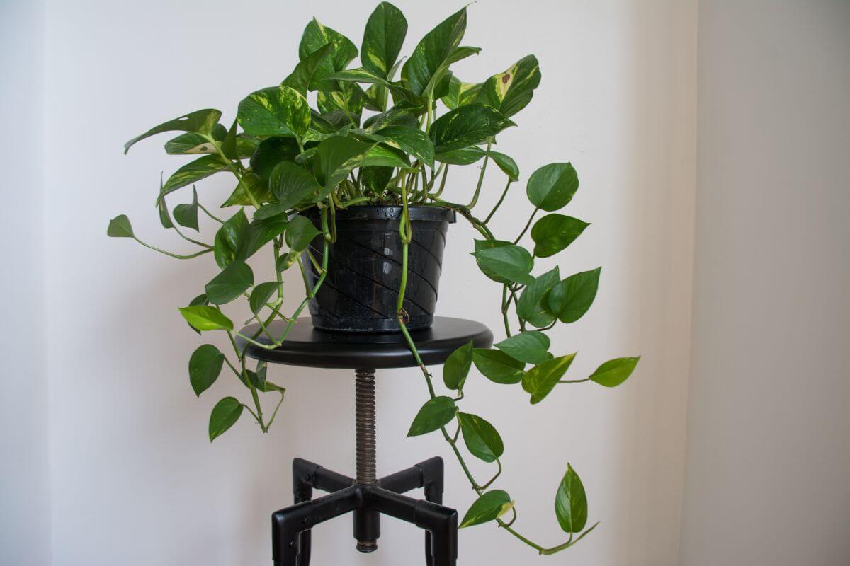 A Golden Pothos, known for being an air purifying plant, sits atop an industrial-style black stool with thin, winding legs. 