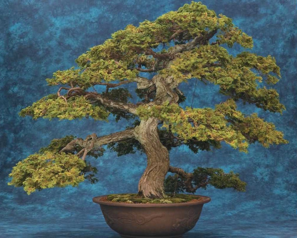 Hinoki Cypress Bonsai, one of the oldest bonsai trees in a decorative pot against a vibrant blue textured background. 