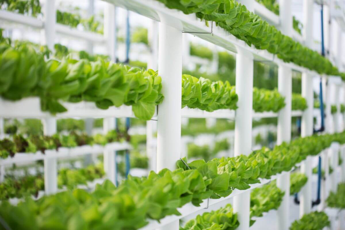 A hydroponics vegetable garden with rows of vibrant green lettuce plants growing vertically on white hydroponic system structures.