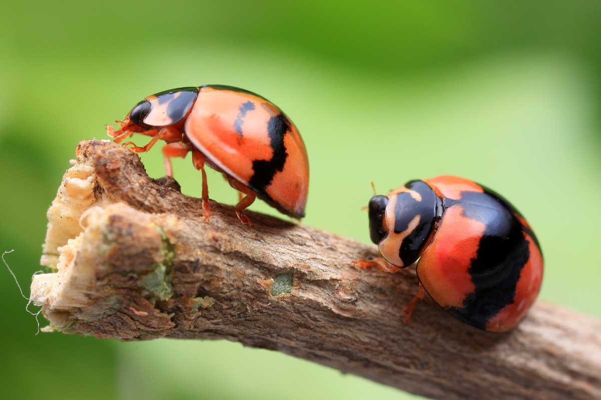 Two orange and black ladybugs are on a small branch. One is climbing towards the end, while the other remains stationary.