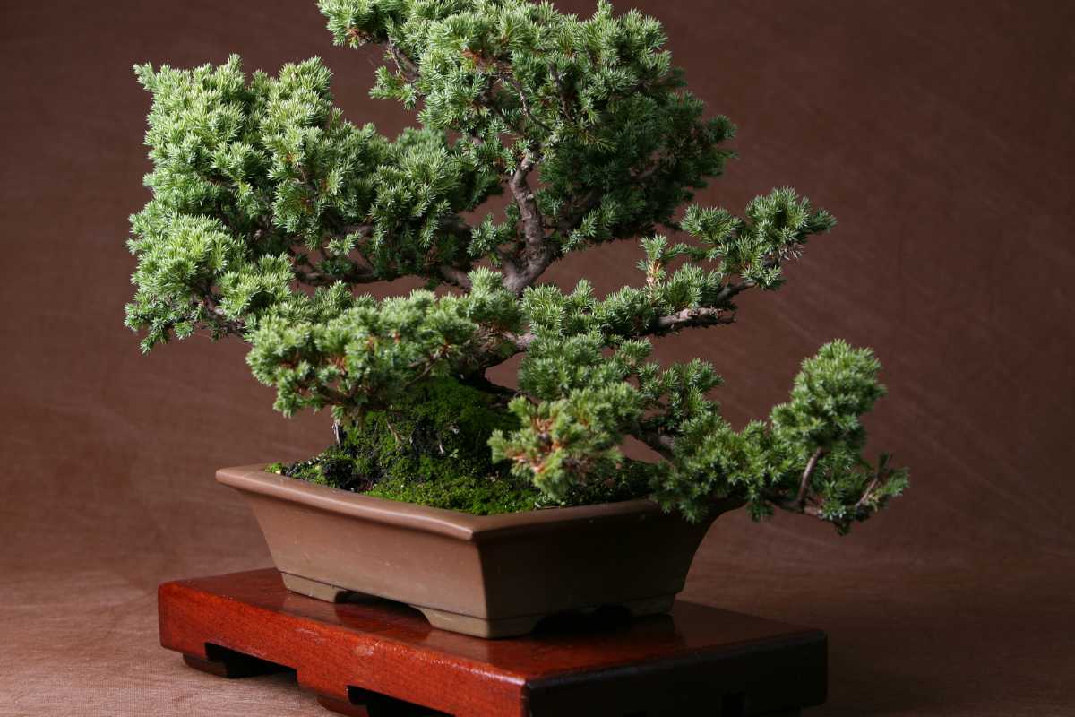 A well-groomed juniper bonsai tree with lush green foliage, one of the popular bonsai trees, sits in a rectangular ceramic pot on a wooden stand. The background is a neutral brown, highlighting the intricate details of the tree's branches and leaves.