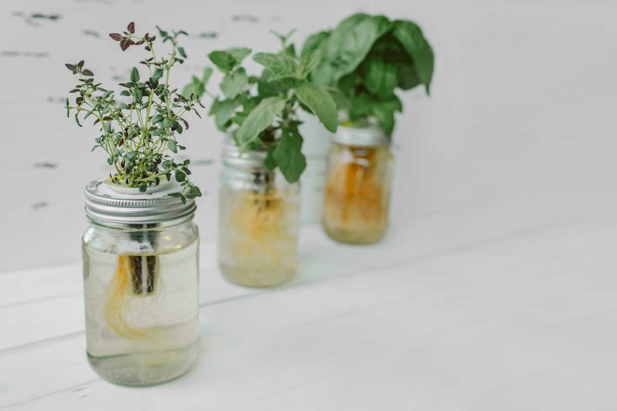 Three glass jars filled with water and herbs, using the Kratky hydroponics method.