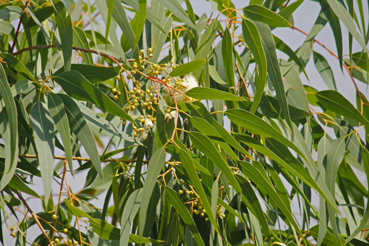 Eucalyptus leaves and branches. The leaves are long, narrow, and green, with some small clusters of white flowers and green buds visible among the foliage. 