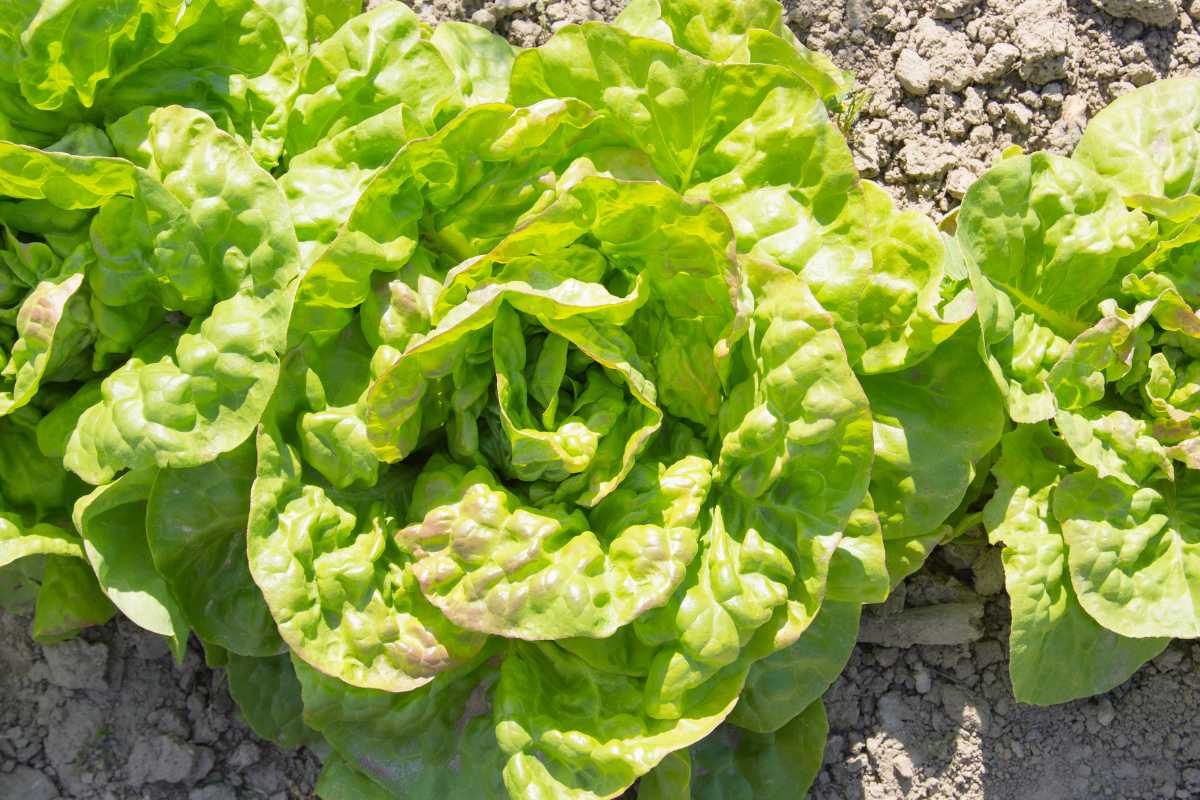 Green lettuce plants growing in a garden. The large, fresh leaves have slightly curled edges.