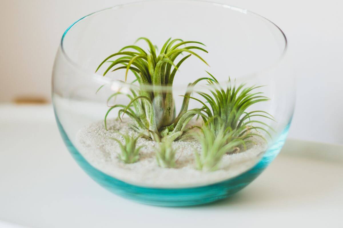 A round glass container filled with white sand, featuring a small arrangement of green epiphyte plants.