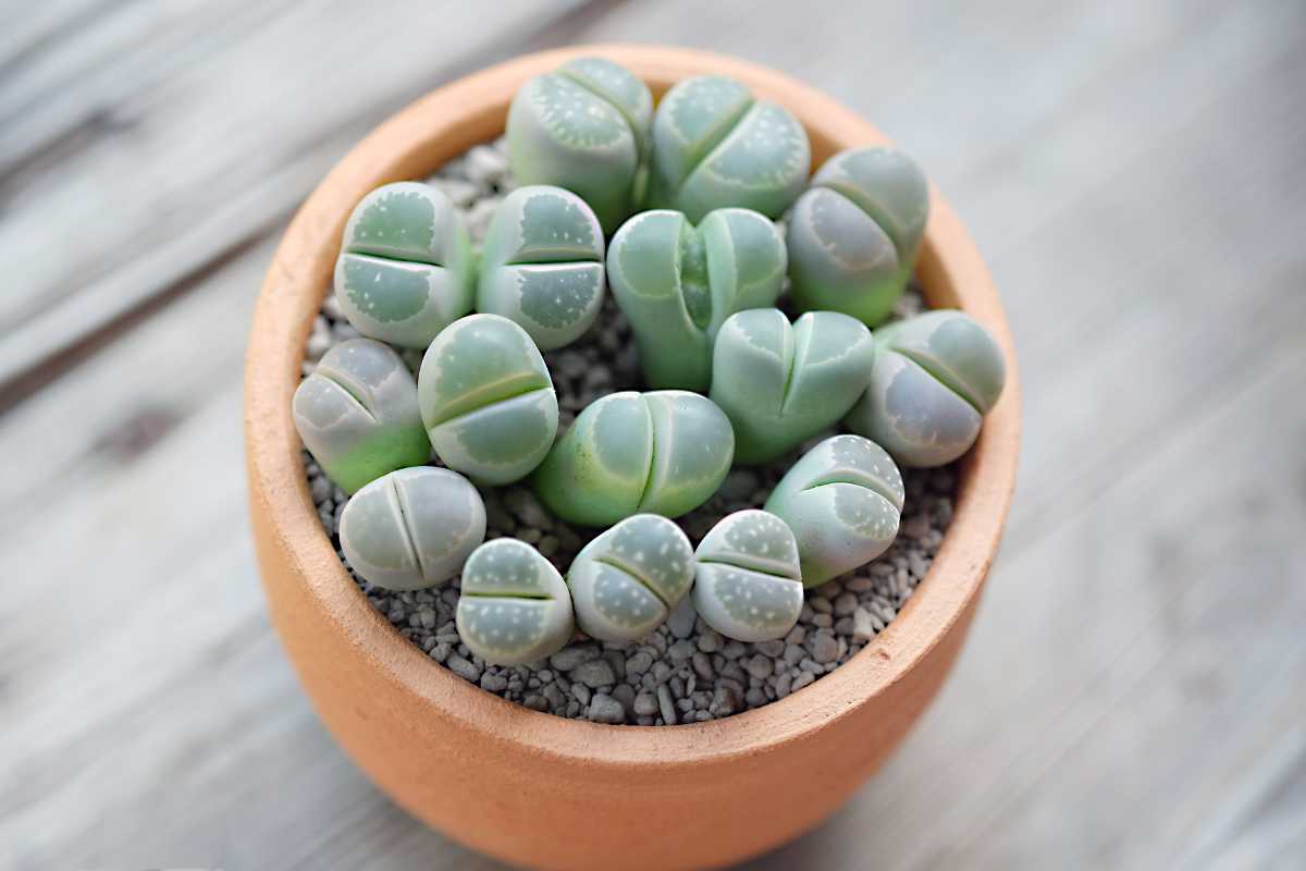 A clay pot filled with various green, pebble-like succulent plants, known as living stones (Lithops), sitting on a bed of small white pebbles. 