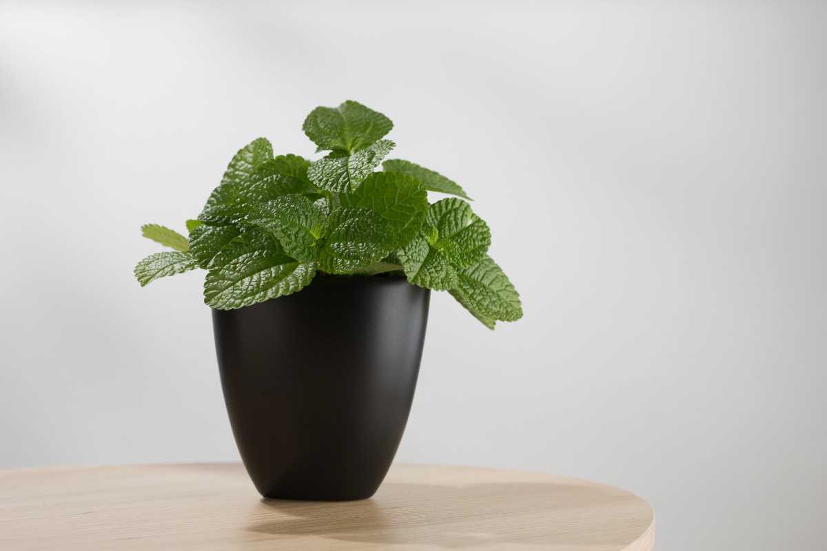 A small mint plant with vibrant green leaves in a sleek, matte black pot is placed on a light wooden surface against a plain, soft gray background. 