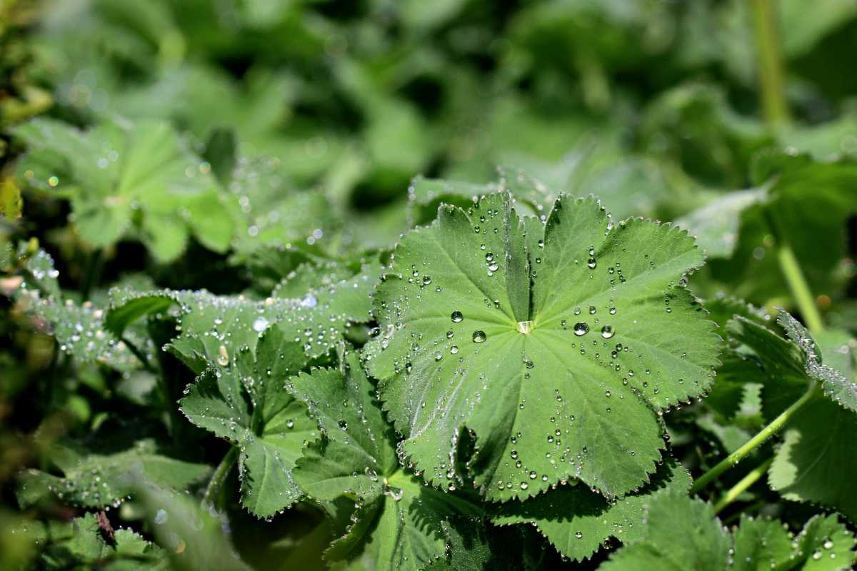 Green leaves covered with dewdrops, basking in soft natural light. The texture is sharp, with tiny red ants in the garden adding movement among the glistening water droplets.