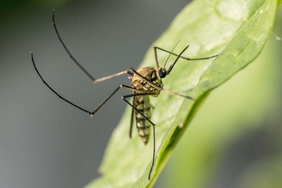 Close-up image of a mosquito with long legs and slender body, perched on a green leaf.