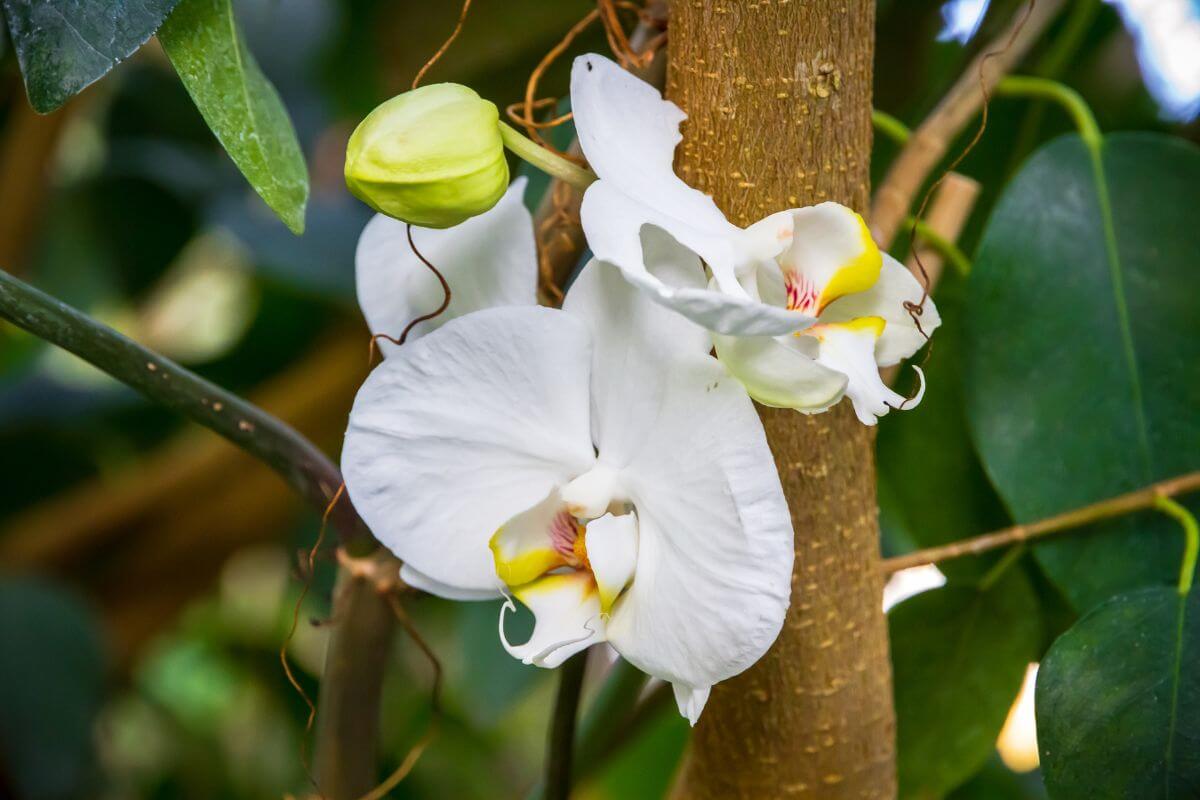 Moth Orchids with two fully bloomed flowers and a budding flower, attached to a tree trunk. The petals are delicate with hints of yellow and pink at the center. 