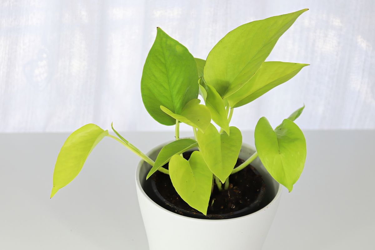 A small potted neon plant with vibrant green leaves stands against a white background.