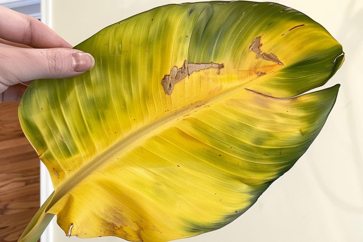 A hand holds a large orange bird of paradise leaf that is transitioning from green to yellow. 