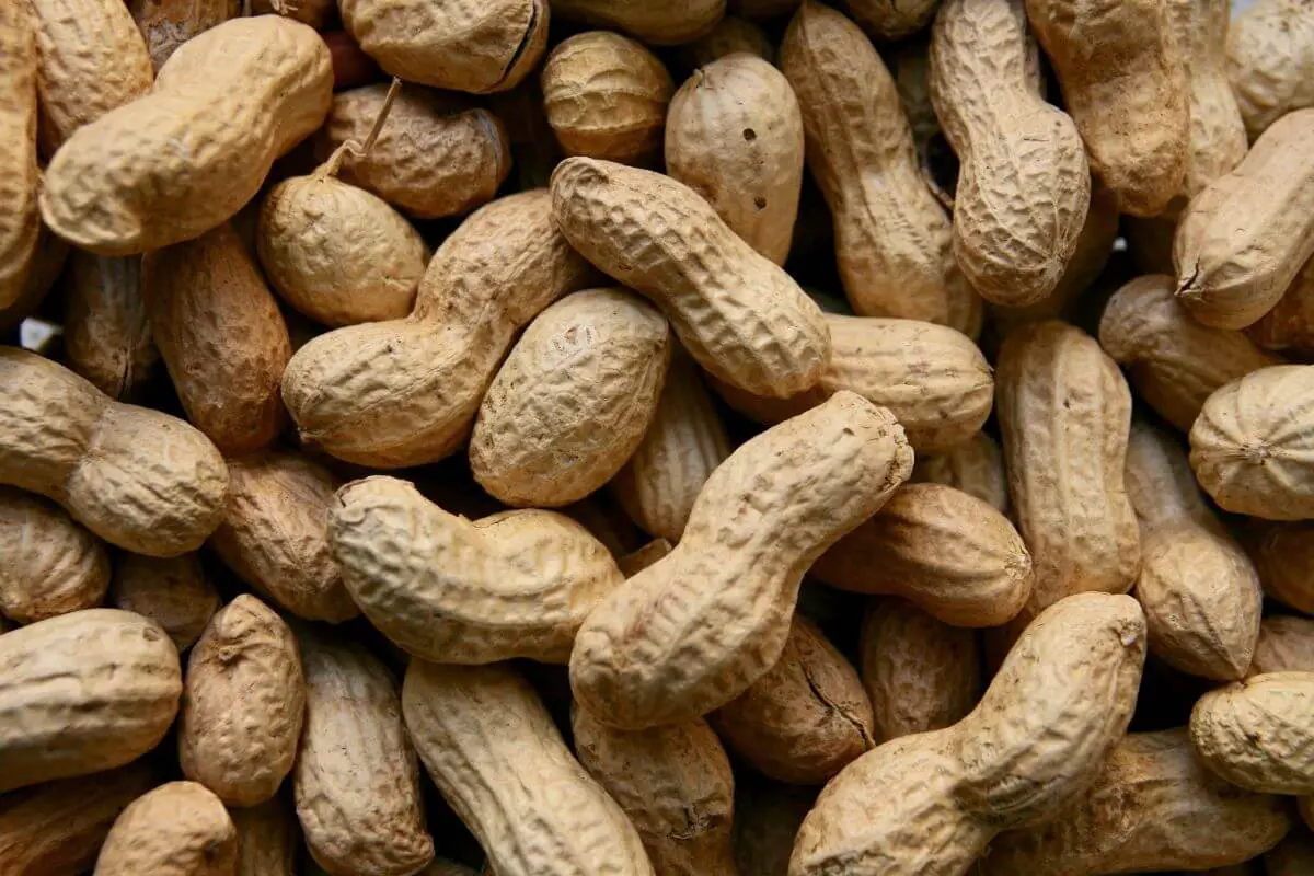 A pile of unshelled peanuts showcases their rough, textured surface and varying shades of light brown. 