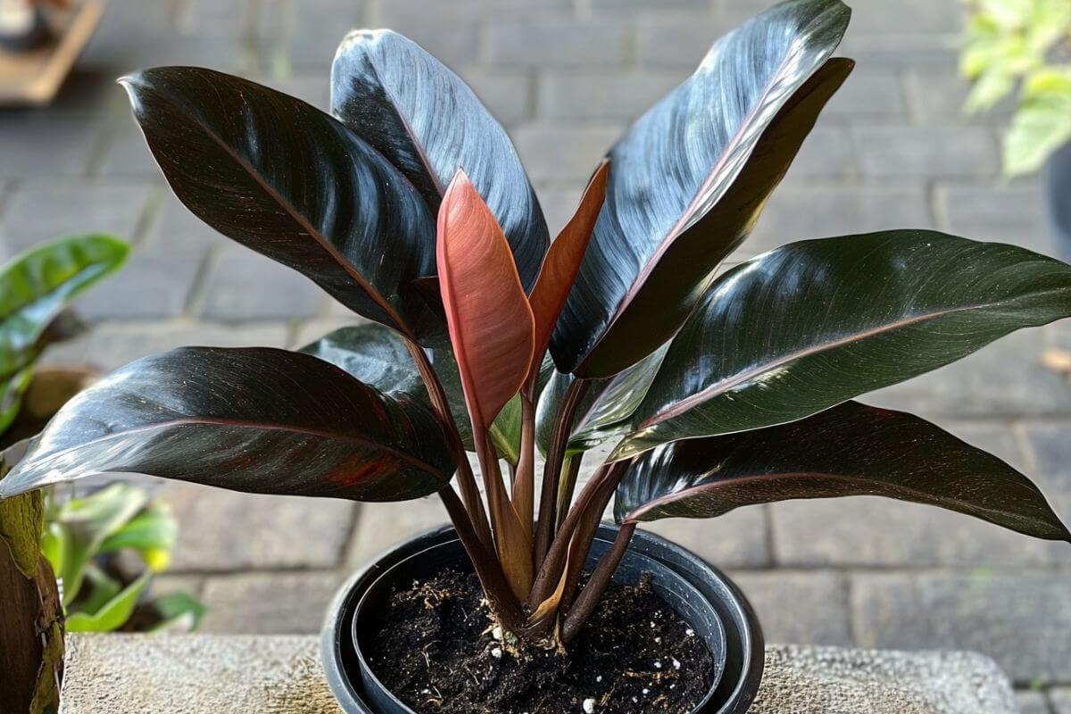 A potted Philodendron black cardinal plant with dark green leaves and reddish new growth, placed on a concrete surface outdoors.