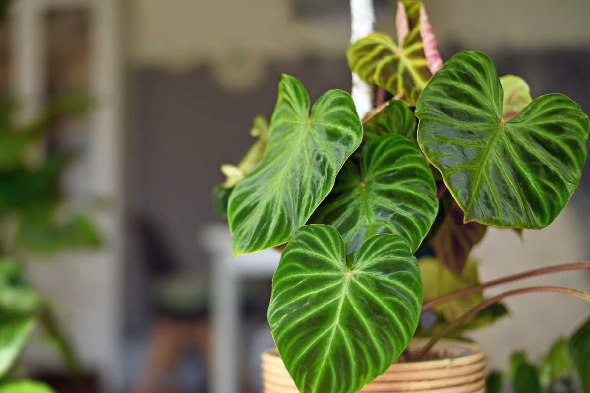 A  philodendron green heart-shaped leaves in a pot. 