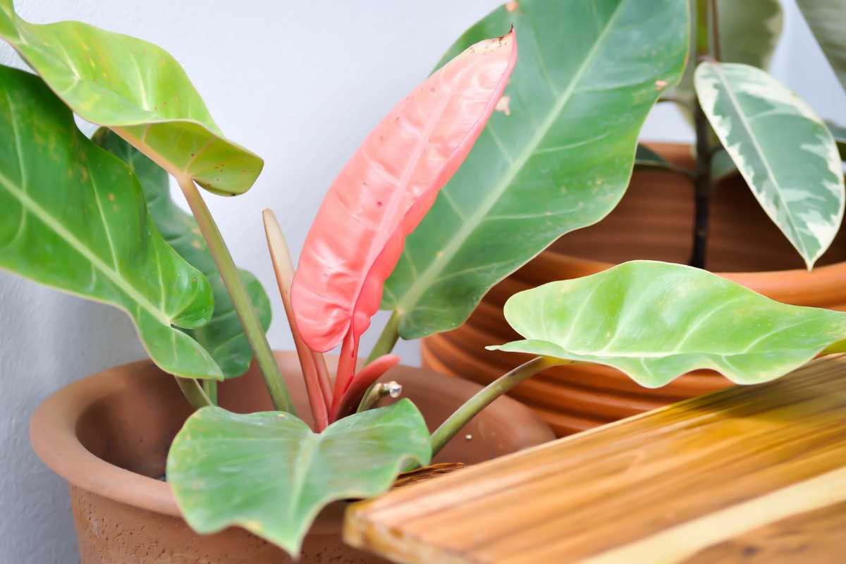 A potted philodenron plant with broad green leaves and a single vibrant pink leaf in the center, placed on a wooden surface.