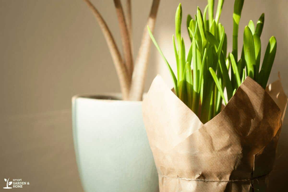 Potted Plants under Direct Sunlight