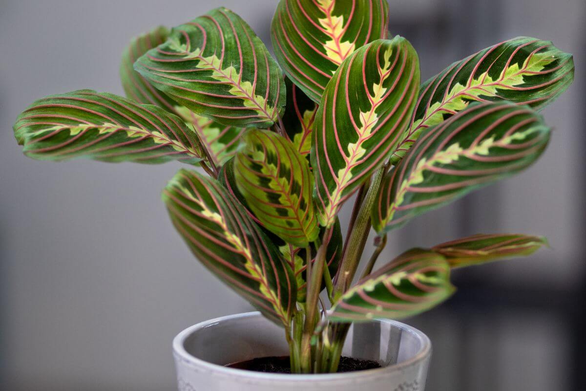 A close-up shot of a prayer plant in a white pot.