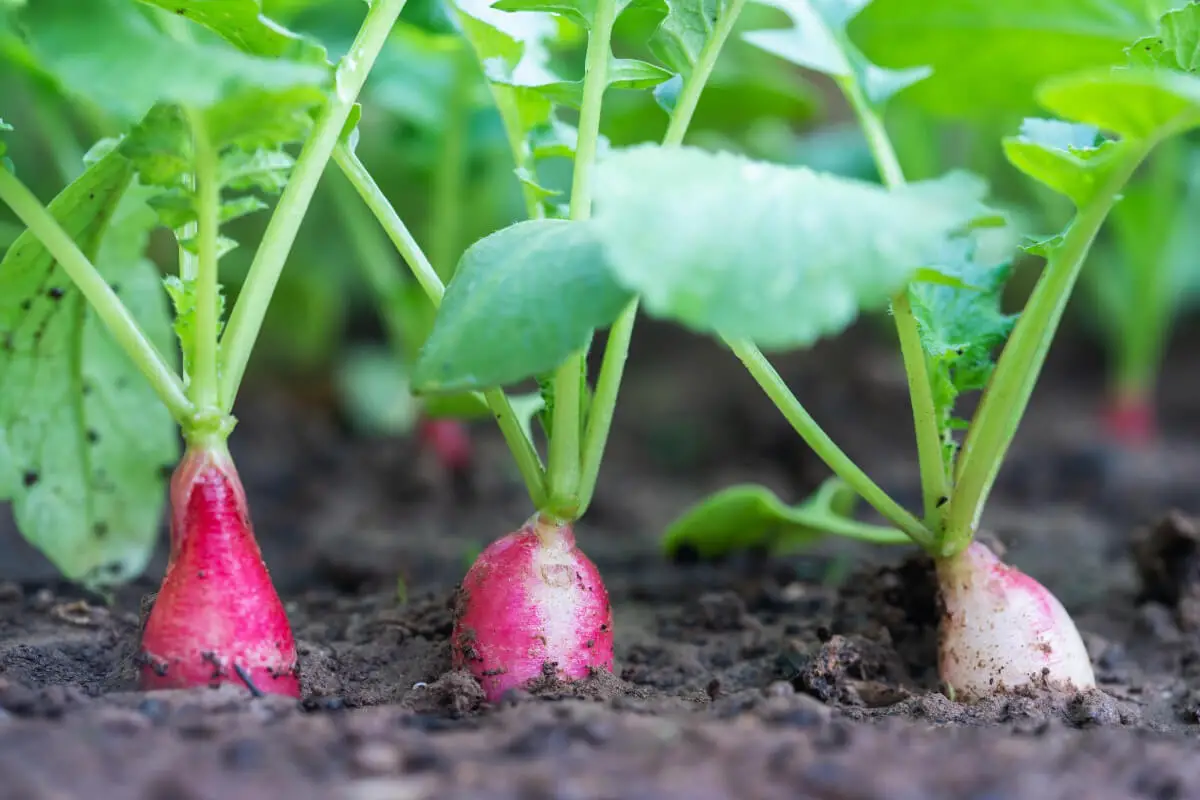 Radishes, one of the fall edible plants, growing in a garden.