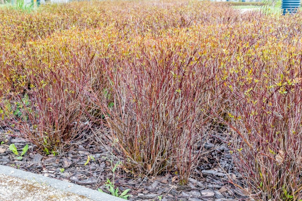 A landscaped area featuring numerous small red osier dogwood plants with red stems.