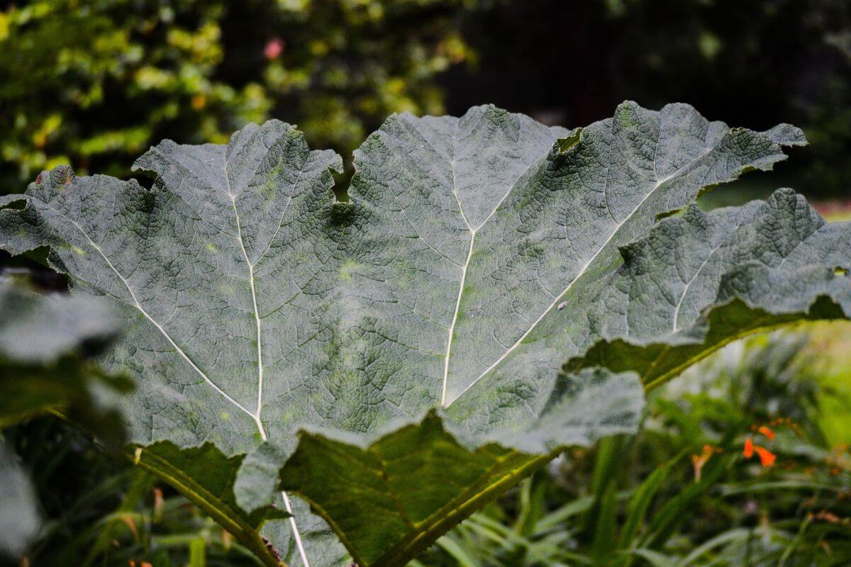 A close-up view of a Rhubarb, its large leaf forming a concave shape against the sky.