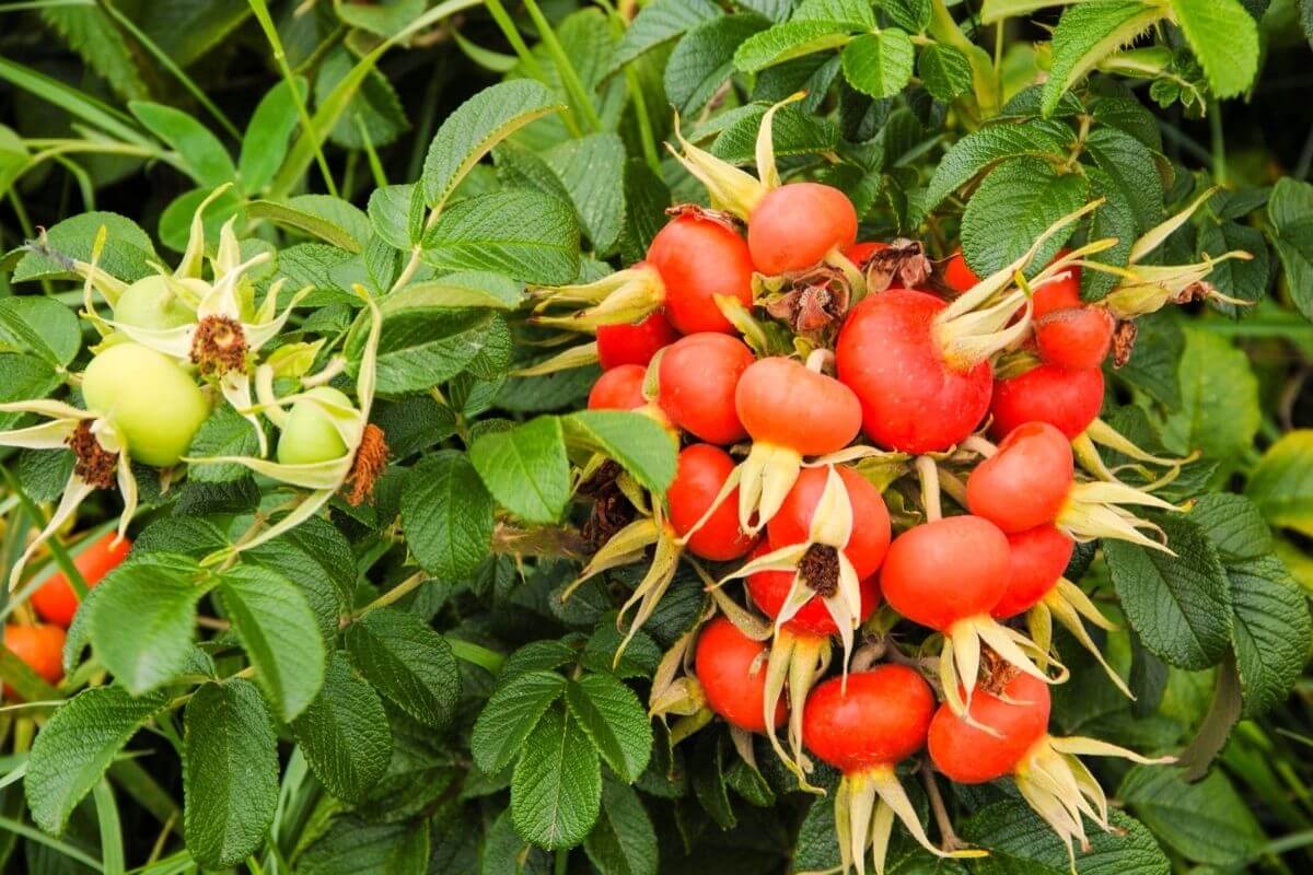 Cluster of ripe, red rose hips, one of the wild edible berries, and a few unripe, green ones among lush green leaves.