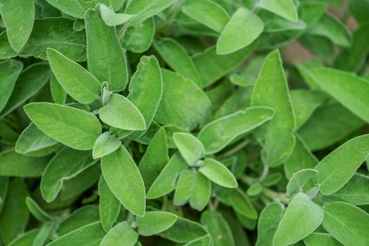 Close-up image of a vibrant green sage plant with soft, oval leaves.