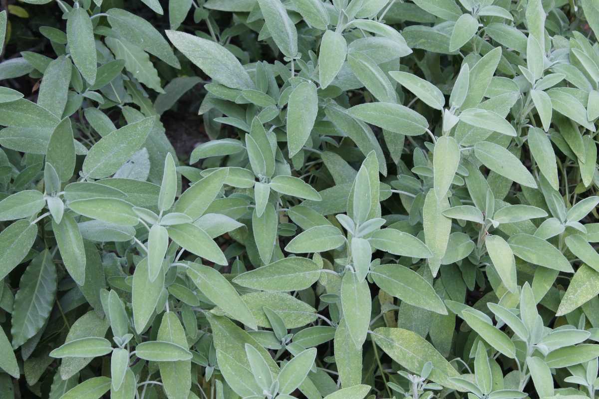 A lush green sage plant with numerous elongated, slightly fuzzy leaves. The leaves overlap and cover the ground.