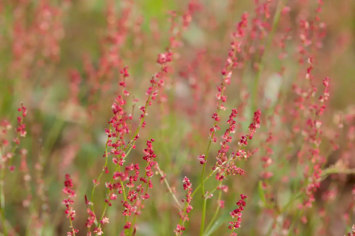 Close-up of numerous sheep sorrel stems in a lush green field.