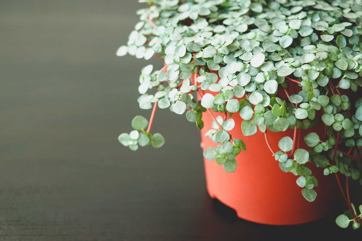 Silver Leaf Artillery Plant, with small round green leaves cascading over the sides of an orange pot against a dark background. 