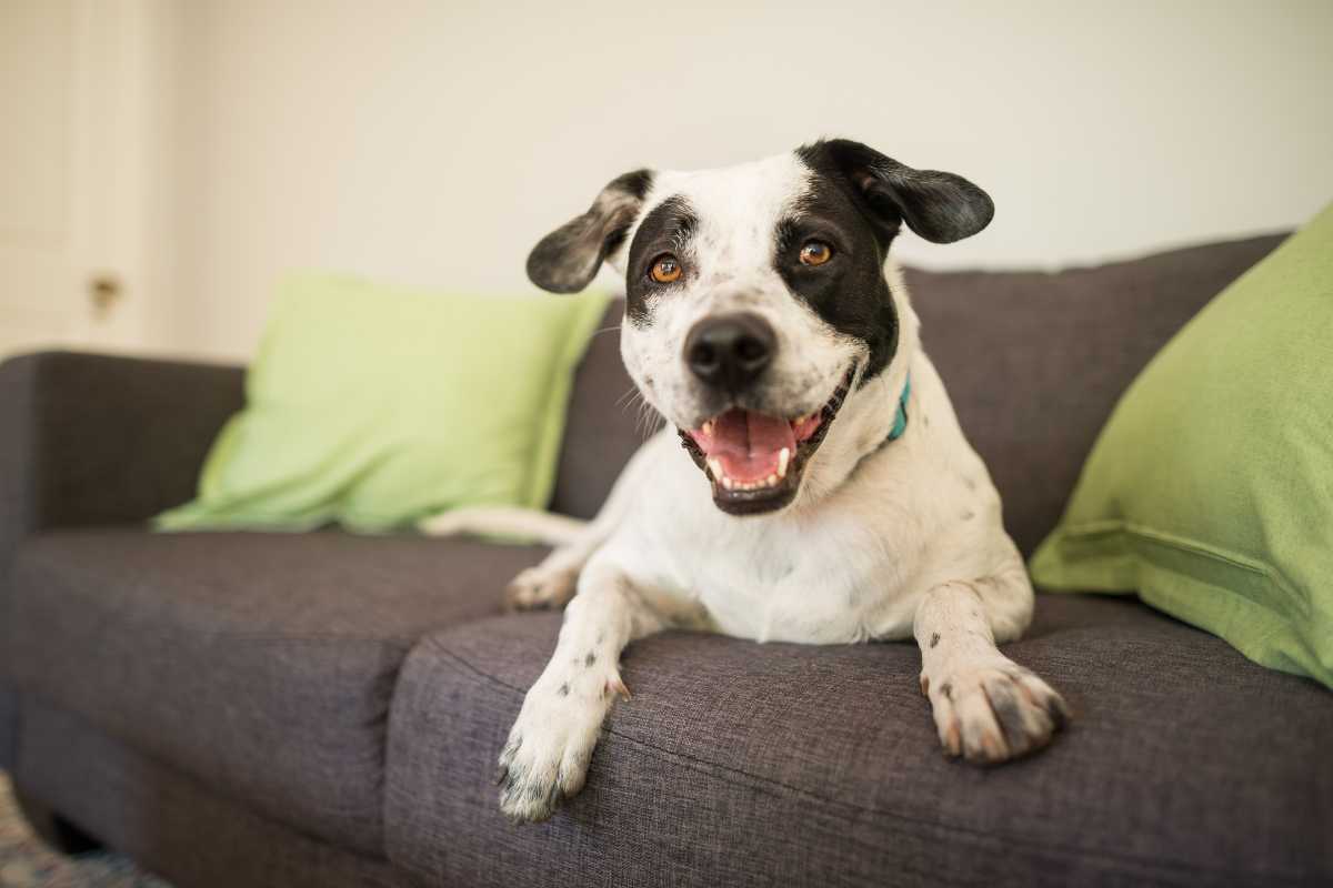 A happy dog with black and white fur lies on a gray sofa. 