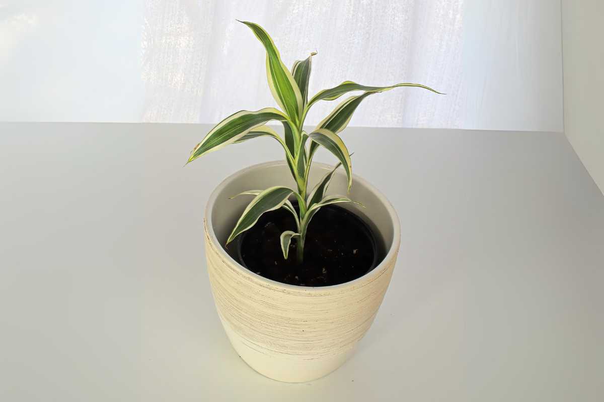 A small, green spider plant with long, pointed leaves featuring white stripes sits in a simple, off-white textured pot on a white surface.