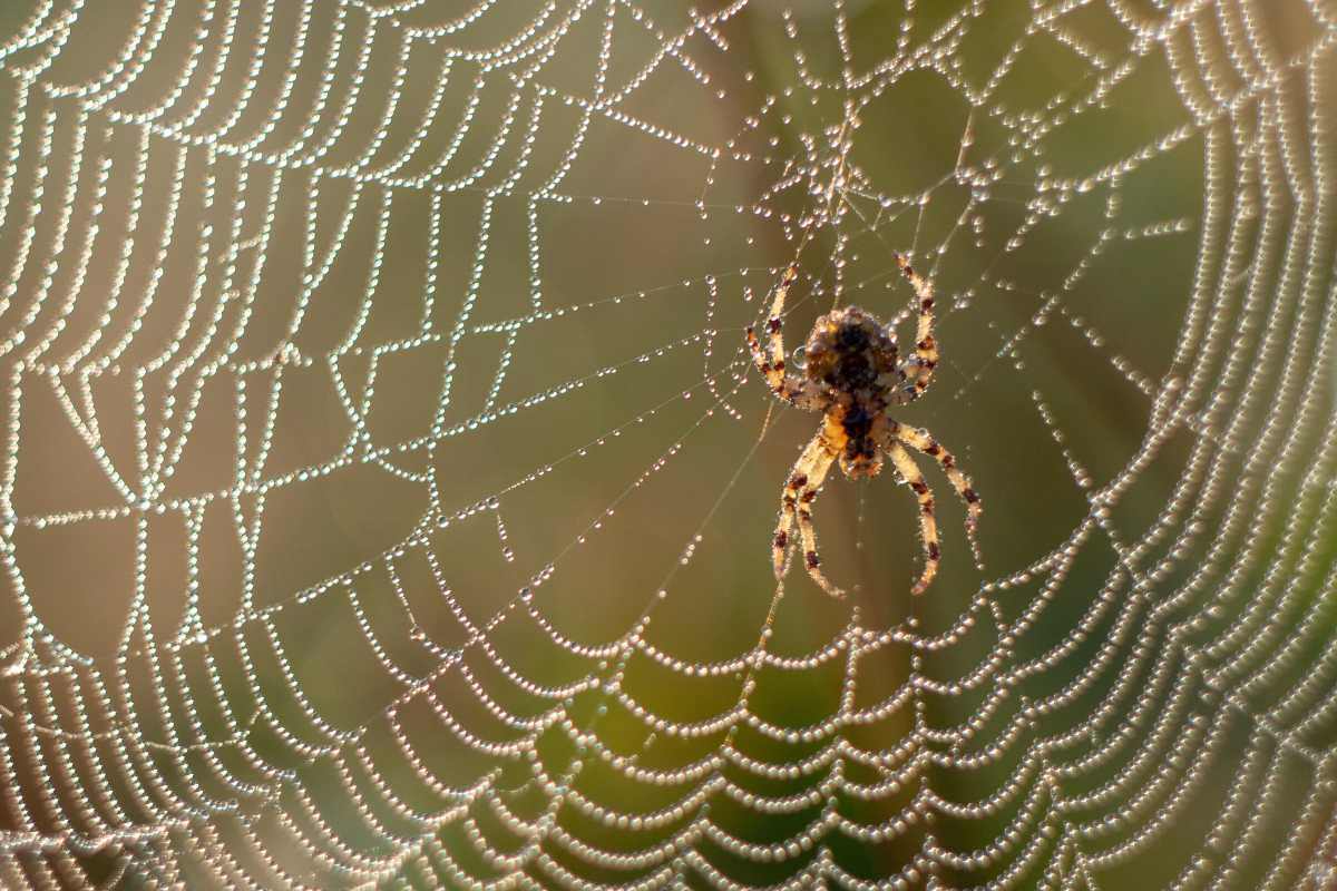 A spider in the center of its web, which is covered in dew droplets glistening in the sunlight.