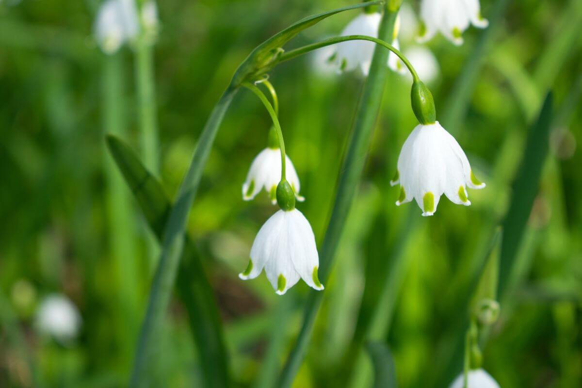 Drooping spring snowflake bulbs in a field of vibrant green.