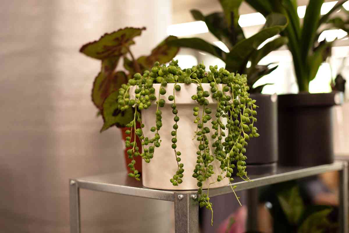 A string of pearls plant with cascading spherical green beads is in a white pot placed on a metal shelf. 