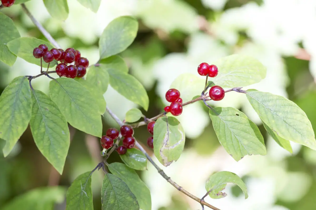 A tartarian branch filled with clusters of small, round red poisonous berries surrounded by bright green leaves.