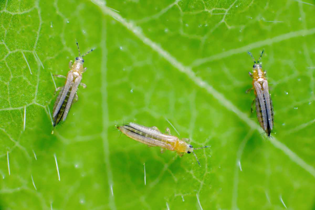 Three small thrips with elongated bodies on a green leaf. 