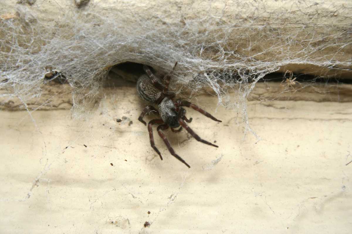 A small spider sitting in the middle of its web, set against a wooden surface.