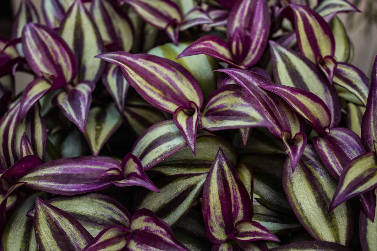 A Tradescantia Zebrina (Wandering Jew) plants with purple and green leaves. 