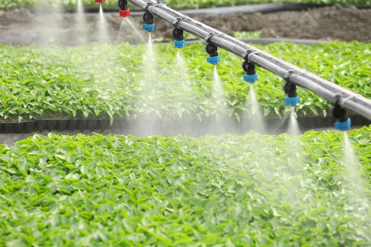 A sprinkler irrigation system sprays water over rows of lush, green seedlings in a greenhouse. 