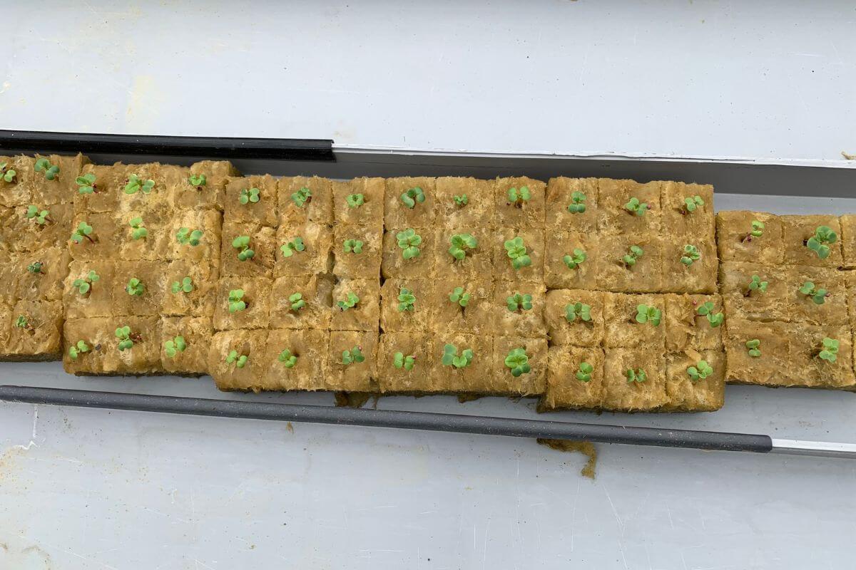 Small green seedlings protrude from square rockwool blocks arranged in a straight row within a rectangular tray.