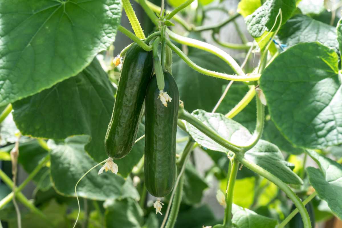 Two small zucchinis growing on a vine amidst lush green leaves. The zucchinis are elongated and dark green, with small blossoms at the ends.