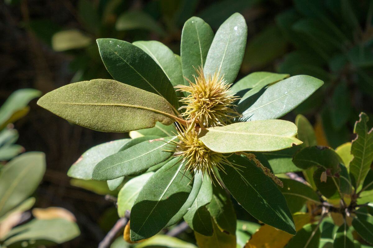 Allegheny Chinquapin with glossy, dark green, oval-shaped leaves. The center of the plant features a cluster of small, spiky, yellowish-green burrs.