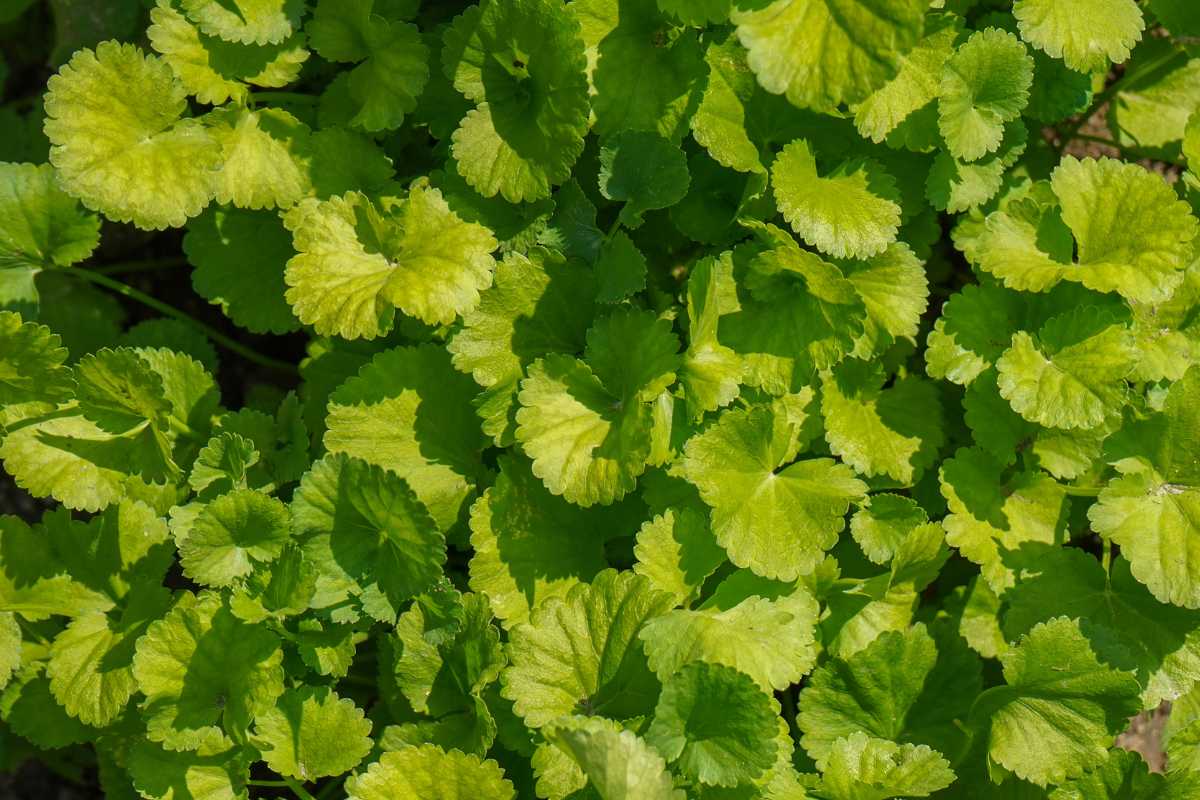 A dense cluster of bright green Anise with scalloped-edged leaves, illuminated by sunlight. 