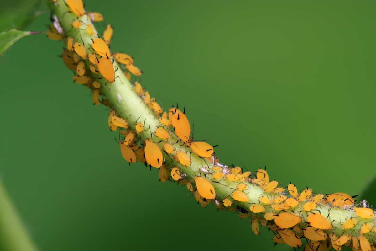 A plant stem covered in clusters of yellow aphids with black legs.