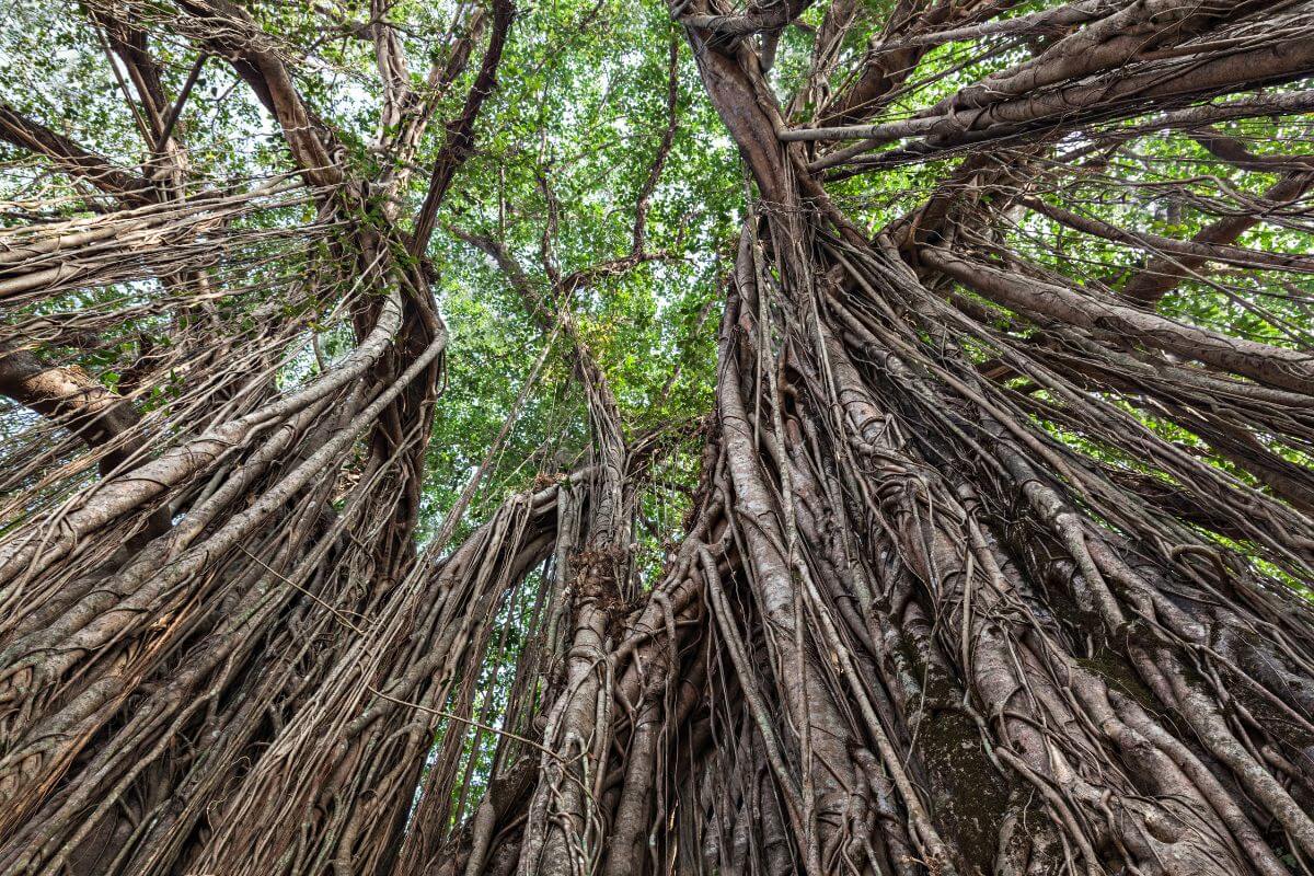 A stunning view of a massive banyan tree from below, showcasing its complex network of intertwining aerial roots and thick branches stretching upwards. 