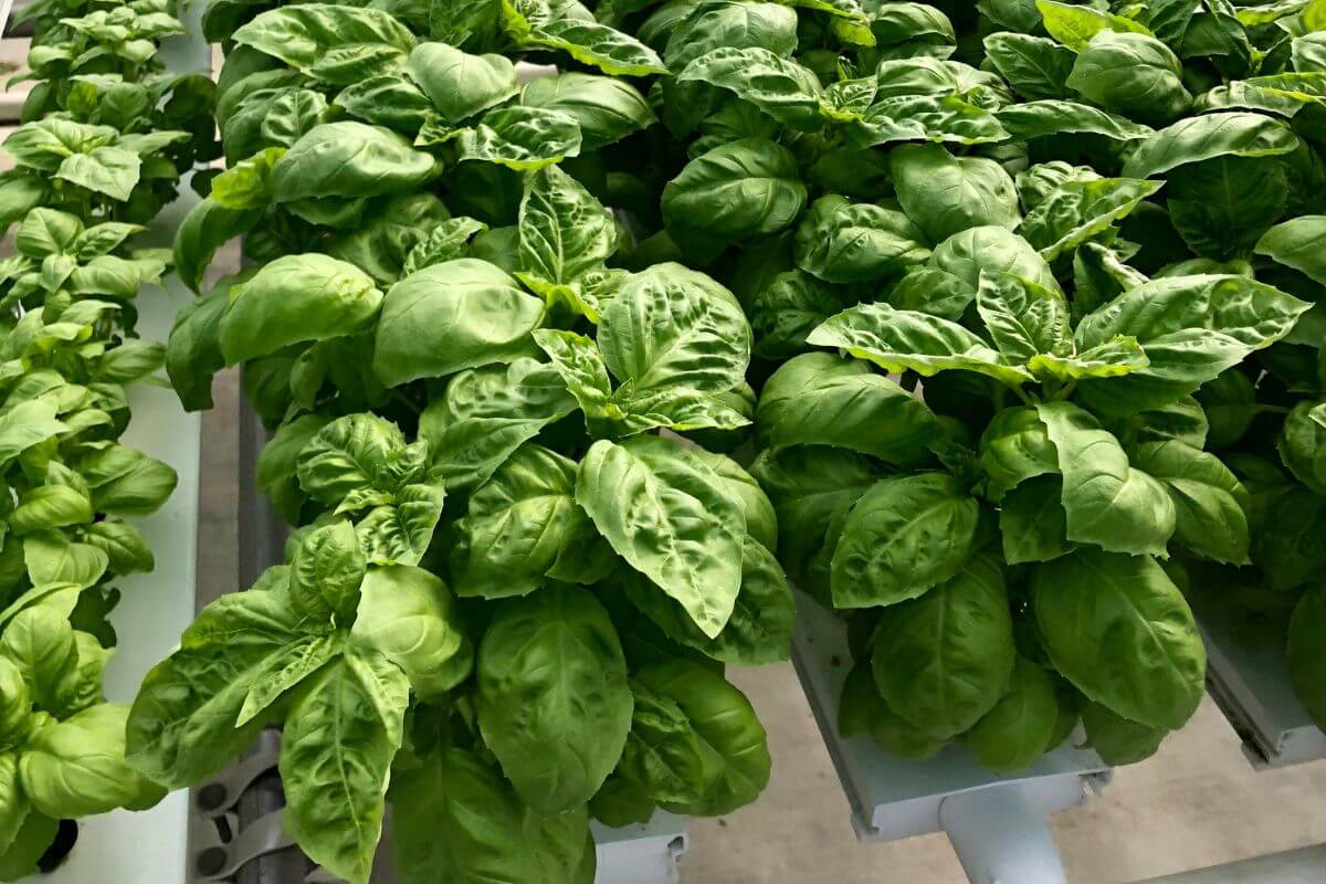 Hydroponic basil plants with lush, green leaves growing in a controlled environment.