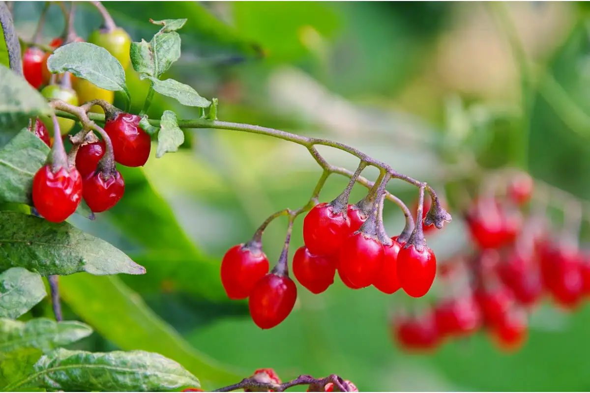 A cluster of small, shiny red poisonous berries hanging from a bittersweet nightshade vine with green leaves.