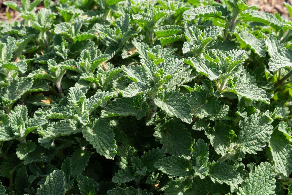 Close-up of lush green leaves of a thriving catnip plant.